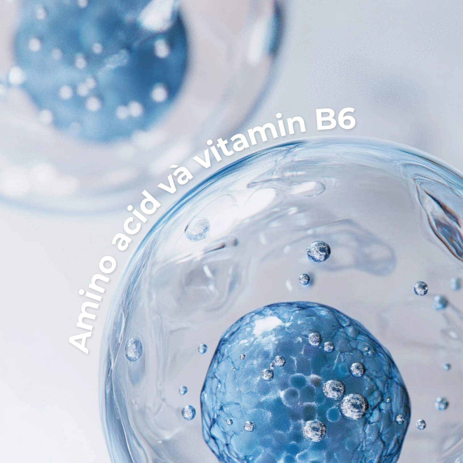 Amino acid và vitamin b6