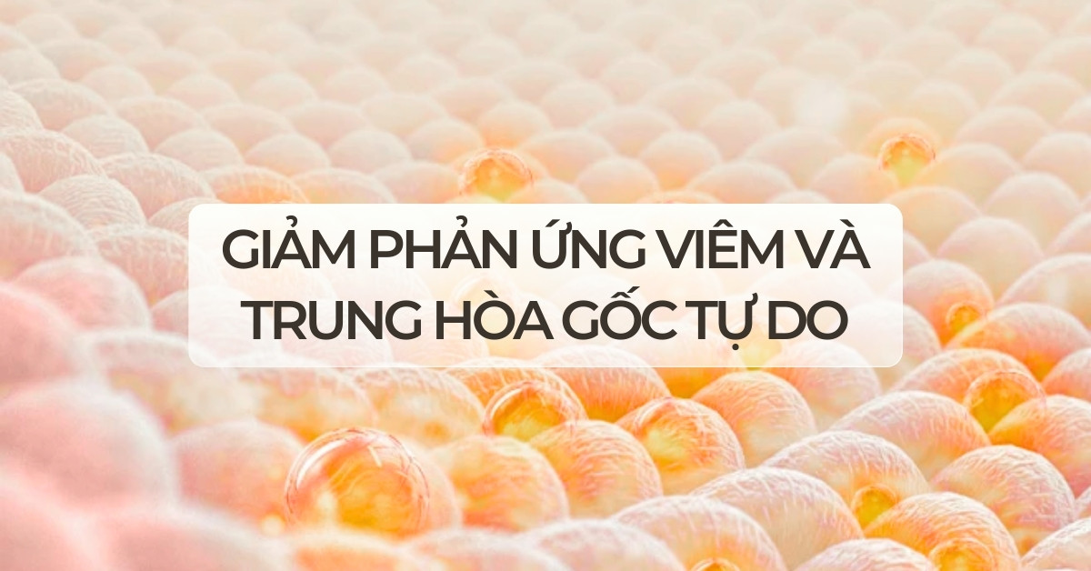 Giảm phản ứng viêm và trung hòa gốc tự do
