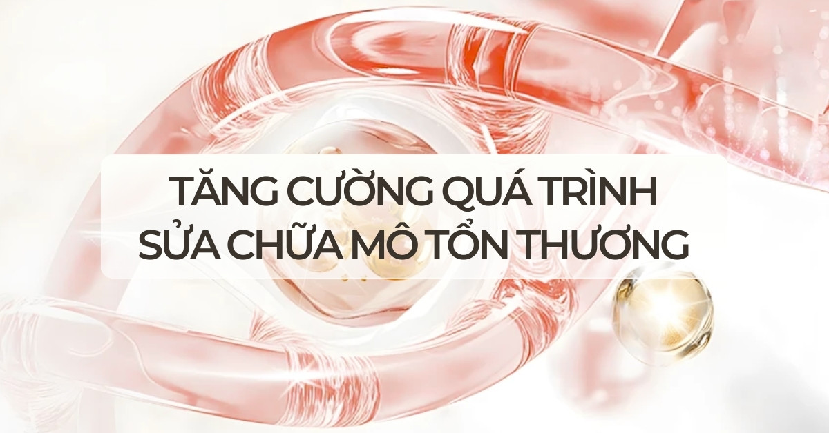 Tăng cường quá trình sửa chữa mô tổn thương