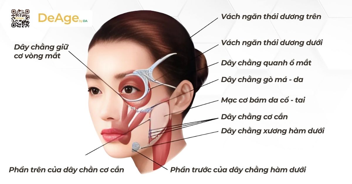 Trẻ hóa dây chằng dưới da: chìa khóa chống lão hóa gương mặt 1 cấu trúc dây chằng dưới da