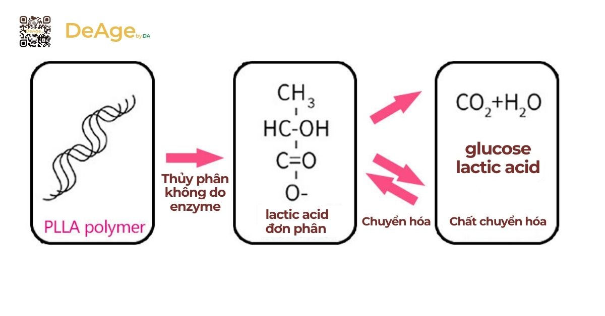 Sculptra là gì? Cơ chế hoạt động và hiệu quả trong trẻ hóa da 2 công thức chuyển hóa