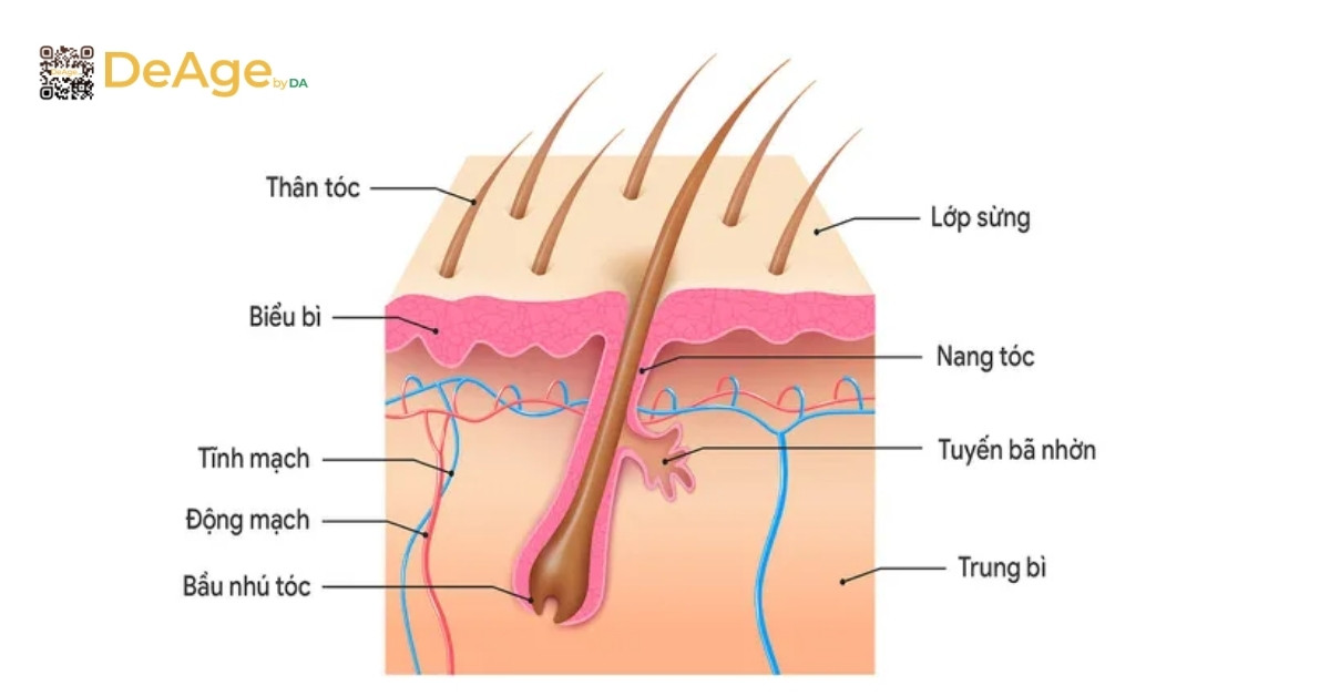 Rụng tóc: nguyên nhân, dấu hiệu và cách điều trị hiệu quả 1 cấu trúc tóc