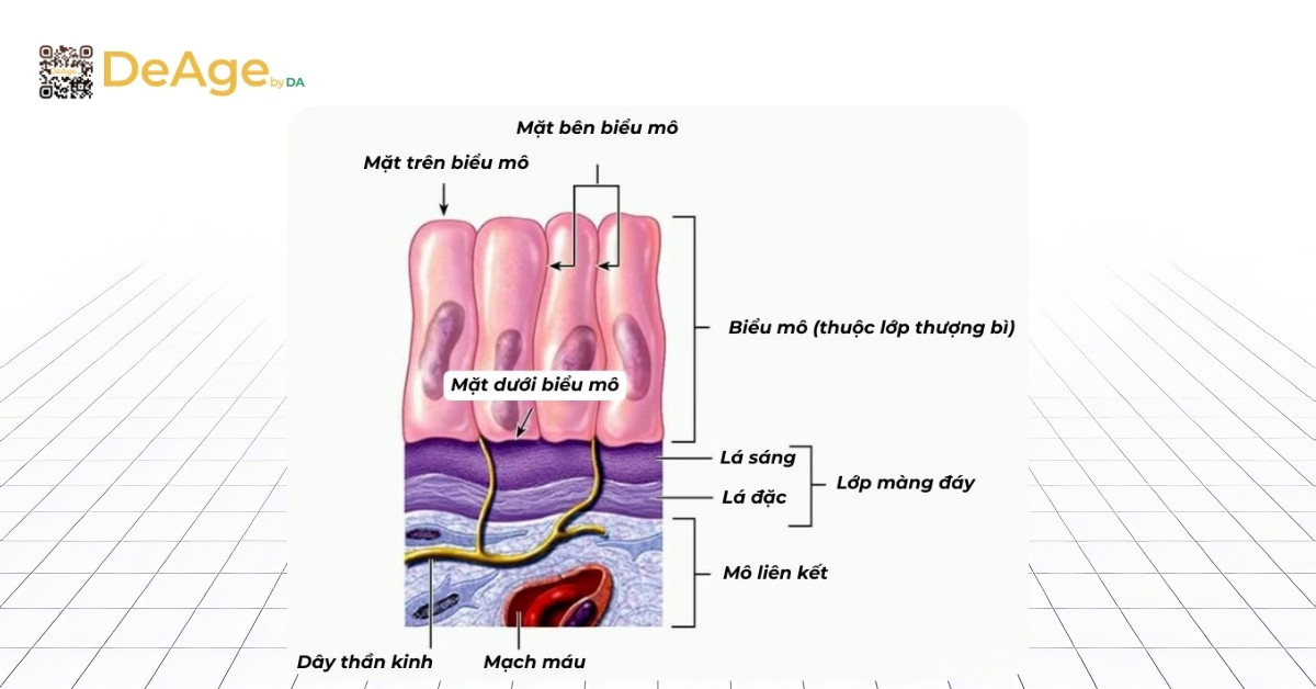 Melanin và nám da: chuyện gì xảy ra dưới da mỗi ngày? 6 cấuu trúc màng đáy