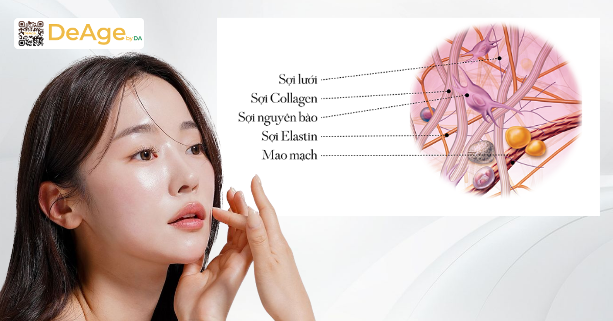 Tăng sinh collagen là gì? Giải pháp giúp da săn chắc và trẻ hóa hiệu quả 1 Collagen là protein cấu trúc chính trong da